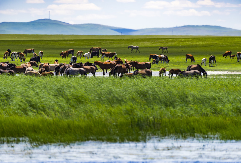 内蒙古,致敬领导与朋友们的尊贵聚会